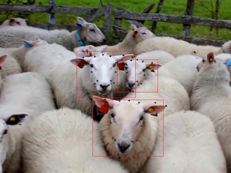 Animal Face Alignment