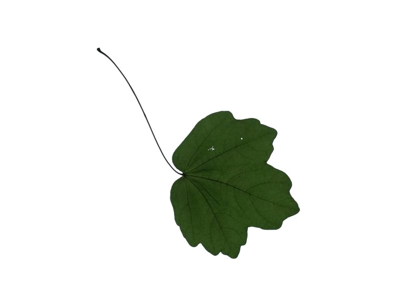 Leaf Identification